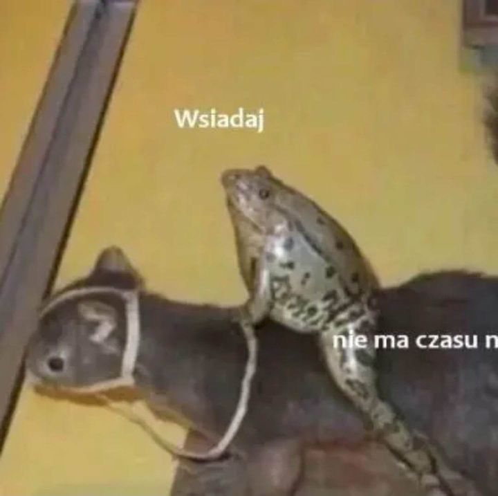 wybierz własnego  czempiona
